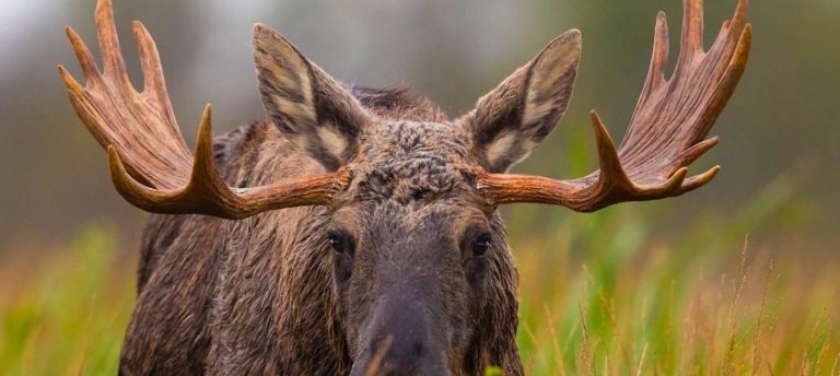Lille Vildmose_20211002-DSC_1273_Foto-Frans Ritter-1600px