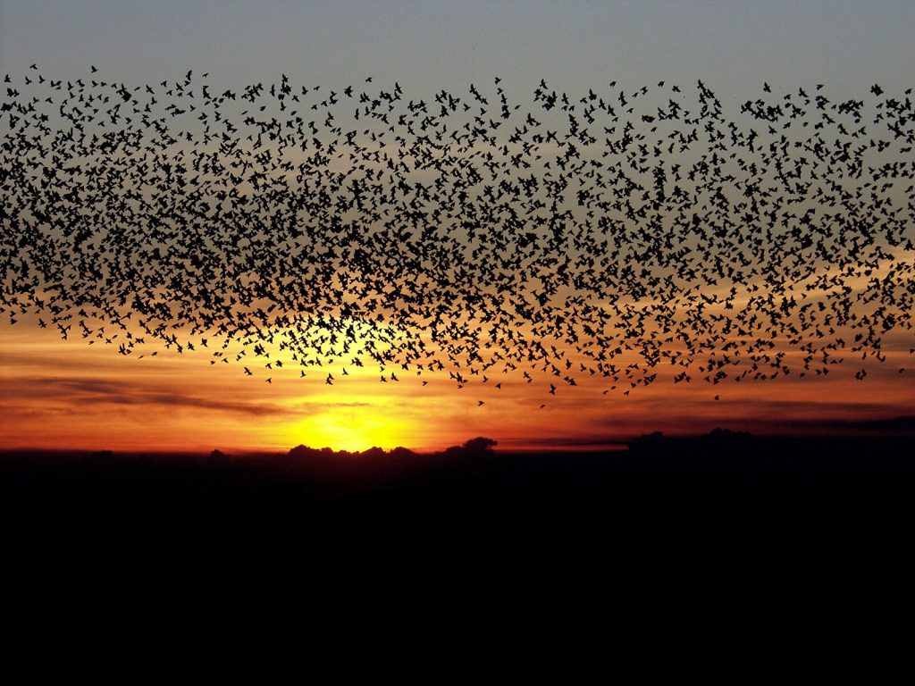 Sort-Sol-1-1600x1200