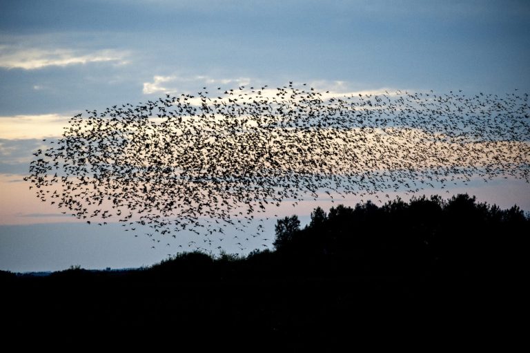 Sort Sol Foto: Ulrik Pedersen, Tøndermarsk Initiativet